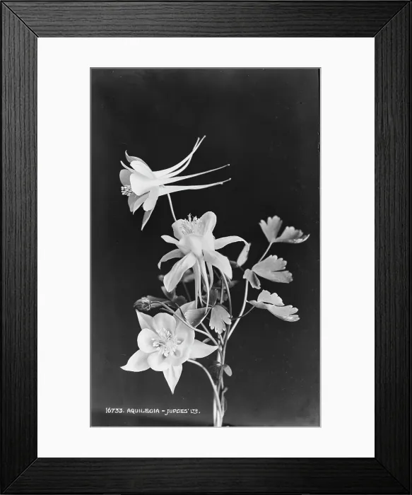 Framed Print : Aquilegia Flowers Framed Print : Aquilegia Flowers