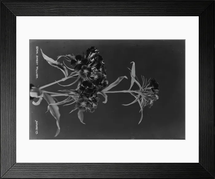 Framed Print : Sweet William Flower Framed Print : Sweet William Flower