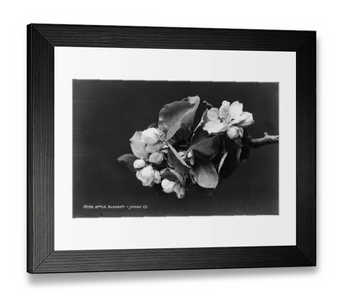 Framed Print : Apple Blossom Framed Print : Apple Blossom