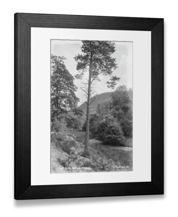 Framed Print : In Radnor Forest Framed Print : In Radnor Forest