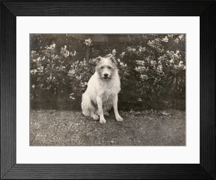 Framed Print : Prince of Wales (George V) and his missing dog Framed Print : Prince of Wales (George V) and his missing dog