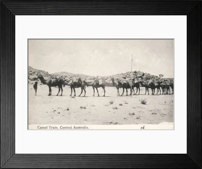 Framed Print : Camel Train in Australia Framed Print : Camel Train in Australia