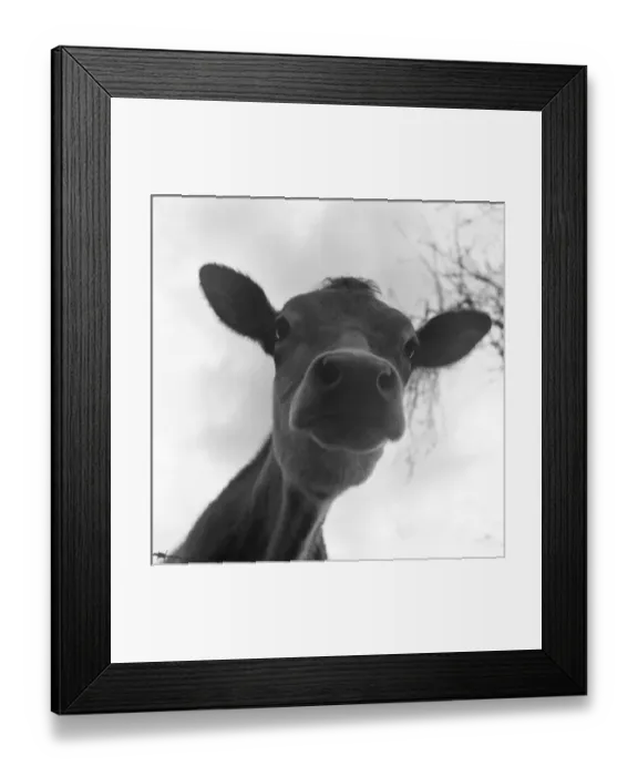 Framed Print : Cute Calf. A rather endearing view of a young Framed Print : Cute Calf. A rather endearing view of a young