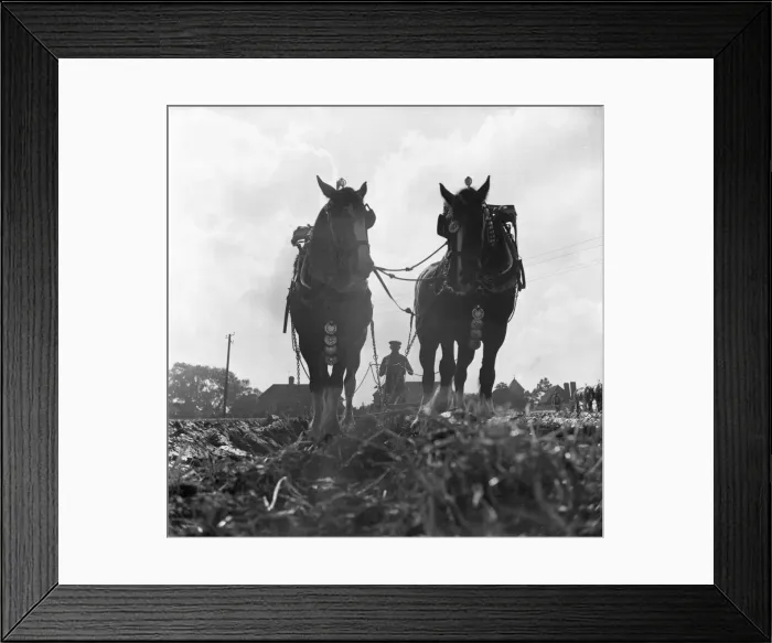 Framed Print : Ploughing Match, England Framed Print : Ploughing Match, England