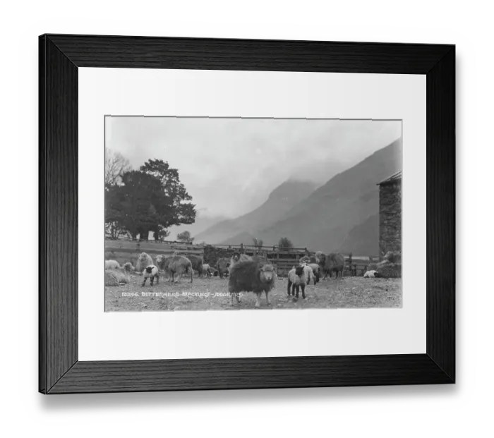 Framed Print : Sheep Grazing in Buttermere Framed Print : Sheep Grazing in Buttermere