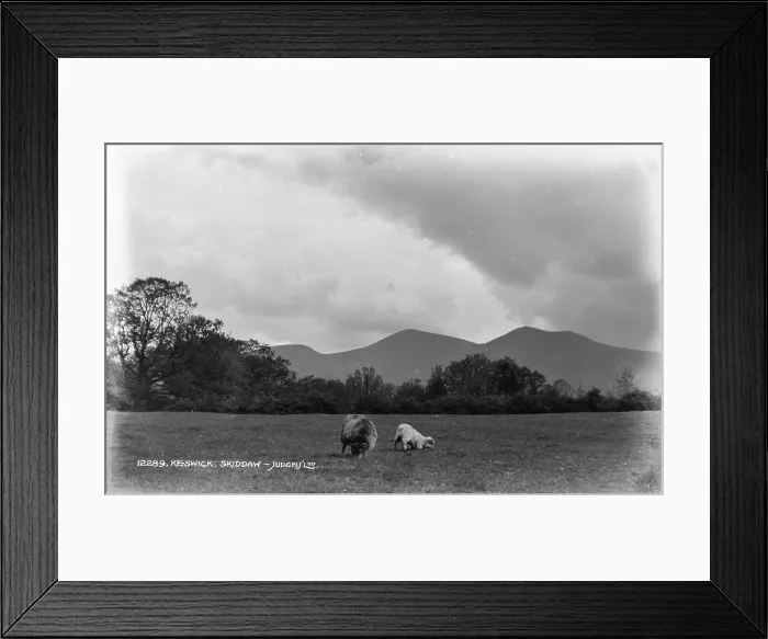 Framed Print : Grazing Sheep in Skiddaw Framed Print : Grazing Sheep in Skiddaw