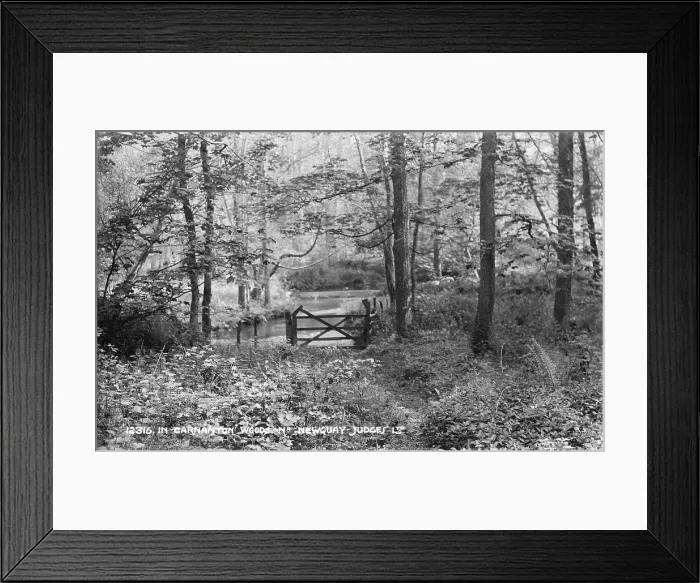 Framed Print : Tranquil Scene in Carnanton Woods Framed Print : Tranquil Scene in Carnanton Woods