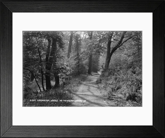 Framed Print : Path Through Carnanton Woods Framed Print : Path Through Carnanton Woods