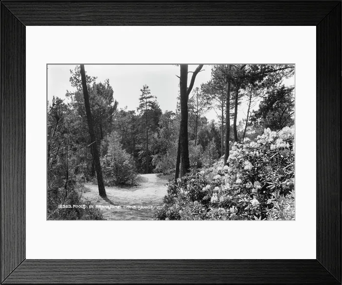 Framed Print : Scenic Pathway in Branksome Chine Framed Print : Scenic Pathway in Branksome Chine