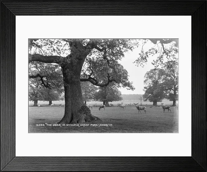 Framed Print : The Deer in Windsor Great Park Framed Print : The Deer in Windsor Great Park