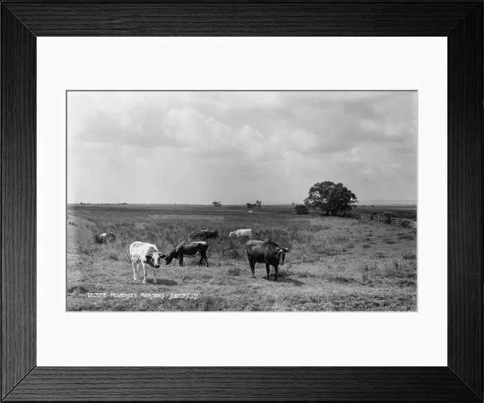 Framed Print : Cows Grazing in Pevensey Marshes Framed Print : Cows Grazing in Pevensey Marshes