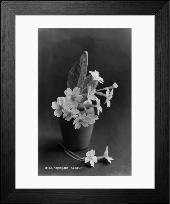 Framed Print : Primrose in a Pot Framed Print : Primrose in a Pot