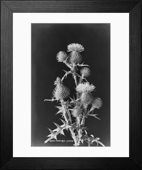 Framed Print : Thistles. This image features a close-up view of thistle plants Framed Print : Thistles. This image features a close-up view of thistle plants