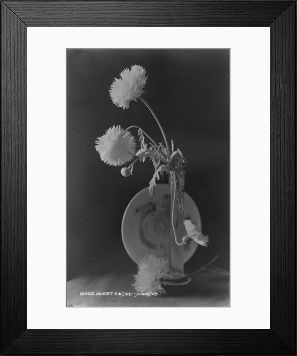 Framed Print : Sweet Sultan Flowers in a Vase Framed Print : Sweet Sultan Flowers in a Vase