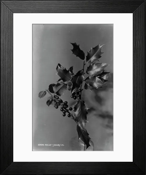 Framed Print : Holly Branch Framed Print : Holly Branch