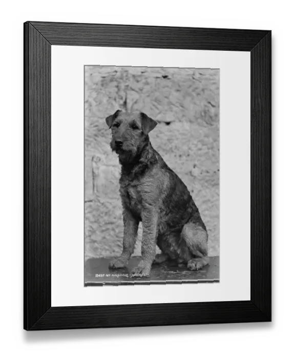 Framed Print : Airedale Terrier Portrait
