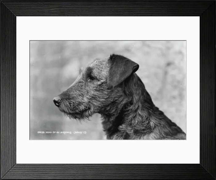 Framed Print : Head of an Airedale Framed Print : Head of an Airedale