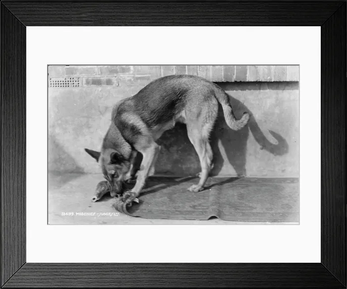 Framed Print : Mischief the Dog Framed Print : Mischief the Dog