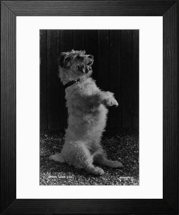 Framed Print : Good Dog. This charming black and white photograph features a fluffy dog Framed Print : Good Dog. This charming black and white photograph features a fluffy dog
