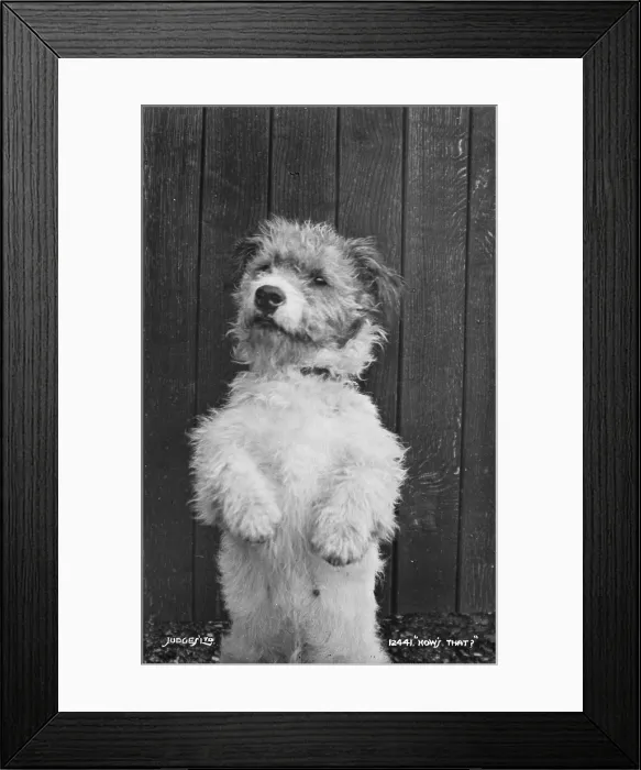 Framed Print : A Playful Pup Framed Print : A Playful Pup