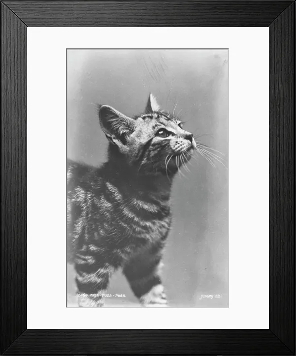 Framed Print : Curious Tabby Kitten Framed Print : Curious Tabby Kitten