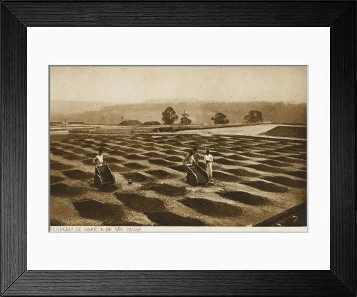 Framed Print : Drying coffee beans - Sao Paulo, Brazil Framed Print : Drying coffee beans - Sao Paulo, Brazil