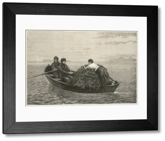 Framed Print : Harvesting kelp Framed Print : Harvesting kelp