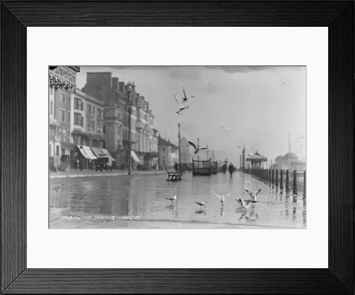 Framed Print : Seagulls at Hastings Seafront Framed Print : Seagulls at Hastings Seafront