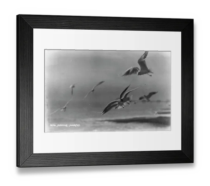 Framed Print : Seagulls in Flight Framed Print : Seagulls in Flight