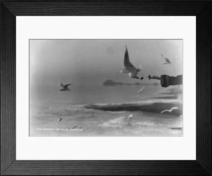 Framed Print : Feeding the Gulls Framed Print : Feeding the Gulls