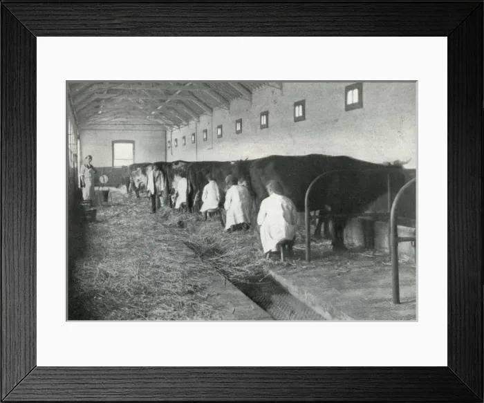 Framed Print : Milking, Darenth Training Colony, Kent Framed Print : Milking, Darenth Training Colony, Kent