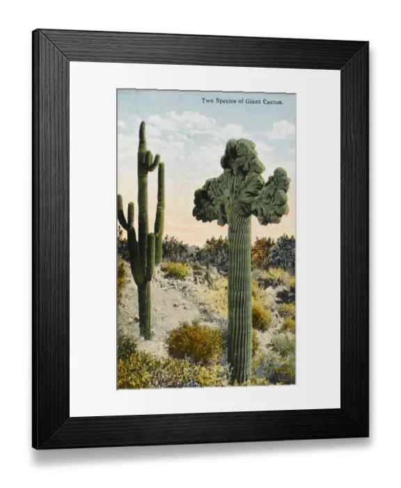 Framed Print : Two species of Giant Cactus - California Framed Print : Two species of Giant Cactus - California