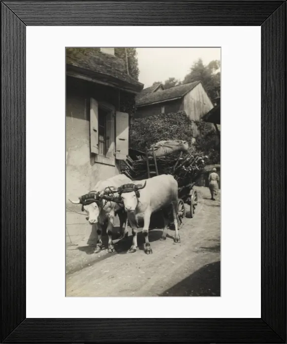 Framed Print : Italy - Ox Wagon Framed Print : Italy - Ox Wagon