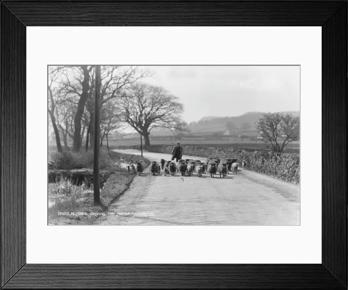 Framed Print : Driving the Sheep Framed Print : Driving the Sheep