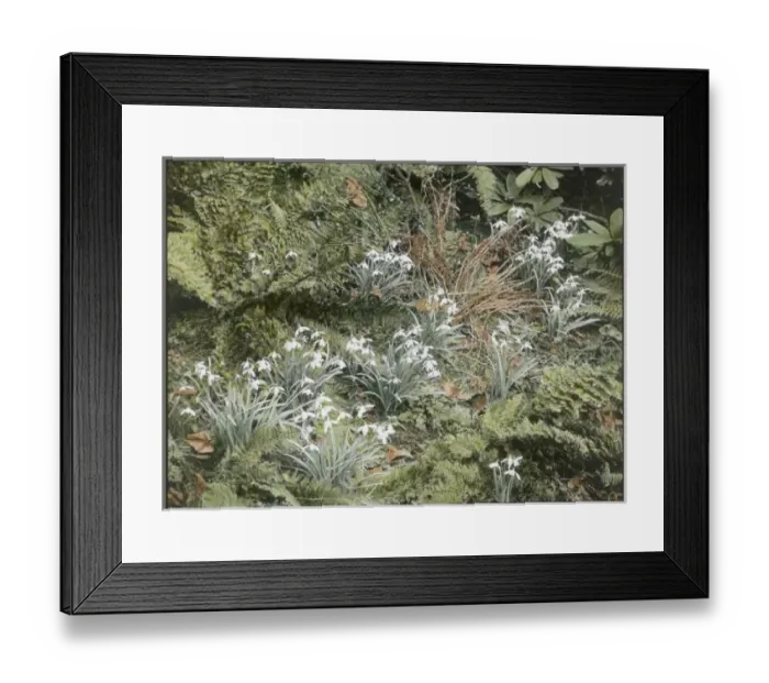 Framed Print : Snowdrops at Kew Gardens Framed Print : Snowdrops at Kew Gardens