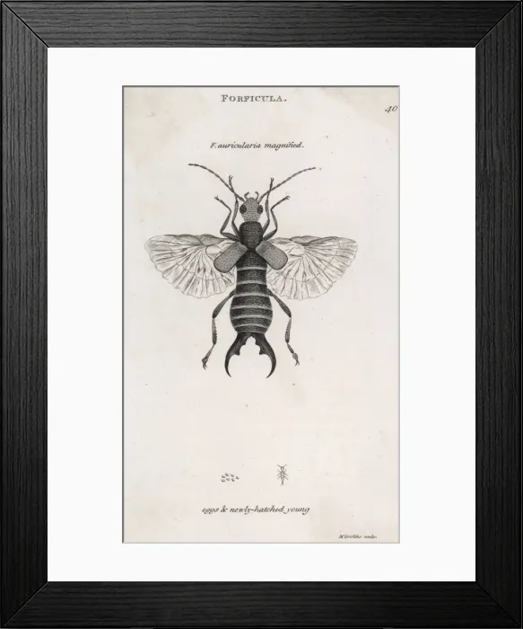 Framed Print : Earwig, also showing its eggs and newly-hatched young Framed Print : Earwig, also showing its eggs and newly-hatched young
