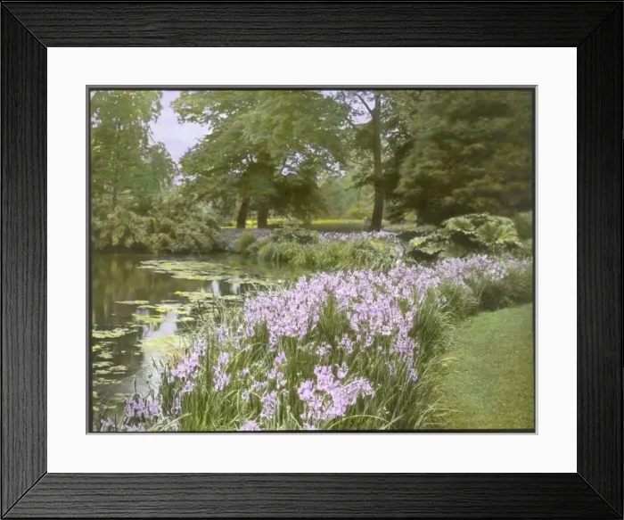 Framed Print : Iris Iberica at Kew Gardens Framed Print : Iris Iberica at Kew Gardens