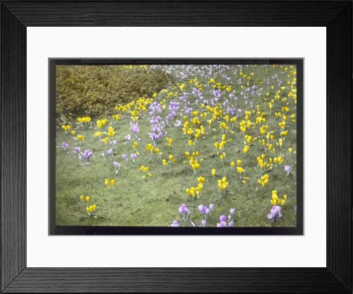 Framed Print : Croci at Kew Gardens Framed Print : Croci at Kew Gardens
