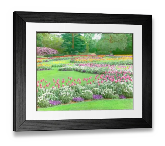 Framed Print : Tulips at Kew Gardens Framed Print : Tulips at Kew Gardens