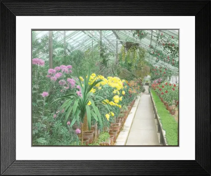 Framed Print : View inside a greenhouse at Kew Gardens Framed Print : View inside a greenhouse at Kew Gardens