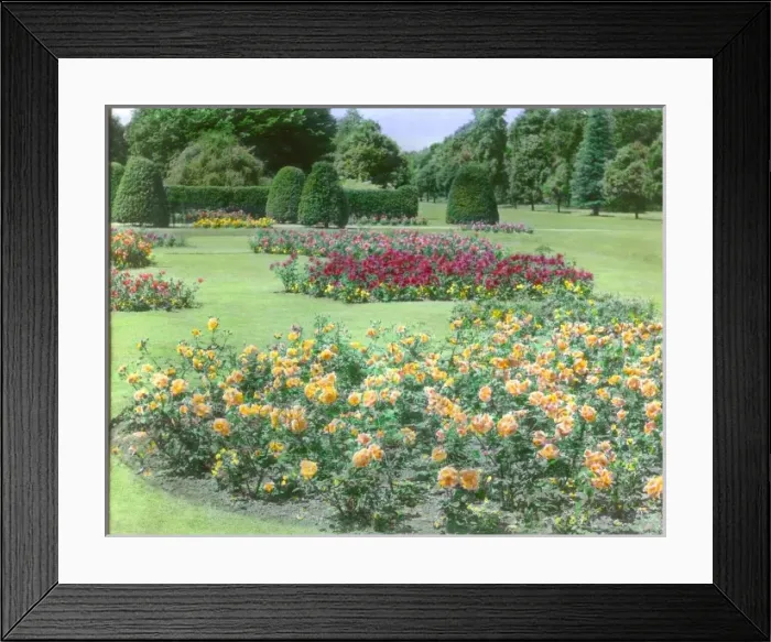 Framed Print : Rose garden at Kew Gardens Framed Print : Rose garden at Kew Gardens