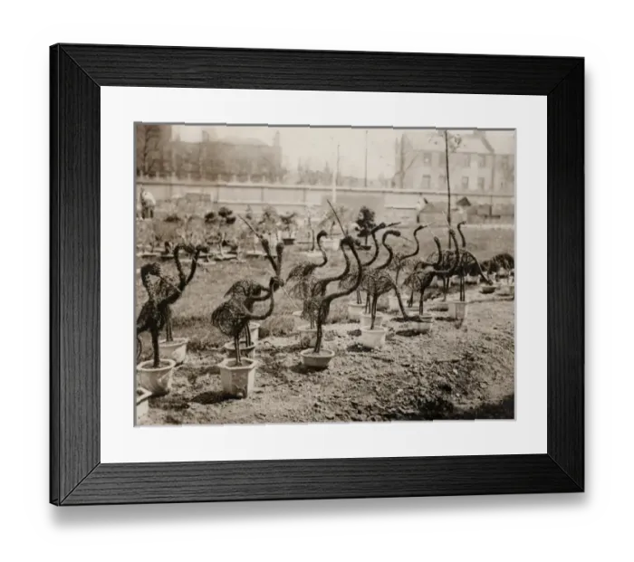 Framed Print : Japanese vegetable birds, White City Framed Print : Japanese vegetable birds, White City