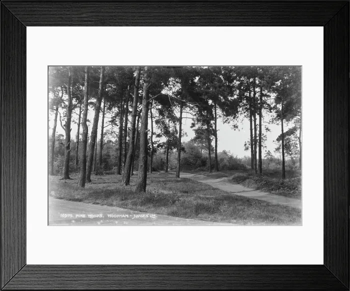 Framed Print : Pine Woods in Moodham Framed Print : Pine Woods in Moodham