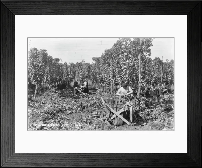 Framed Print : Hop Gardens in Kent Framed Print : Hop Gardens in Kent