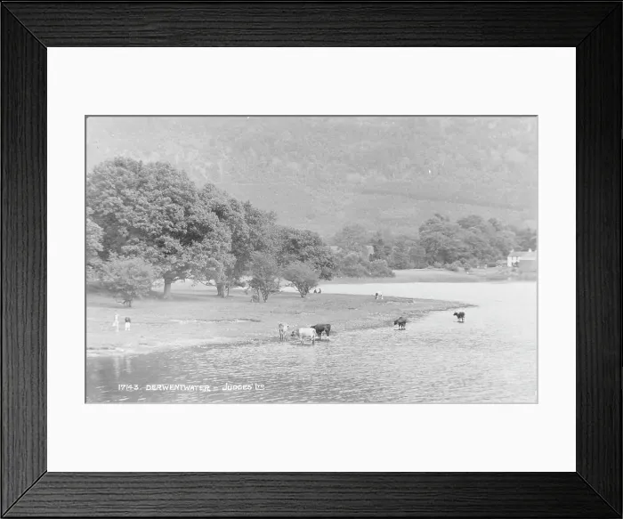 Framed Print : Cows by Derwentwater Framed Print : Cows by Derwentwater