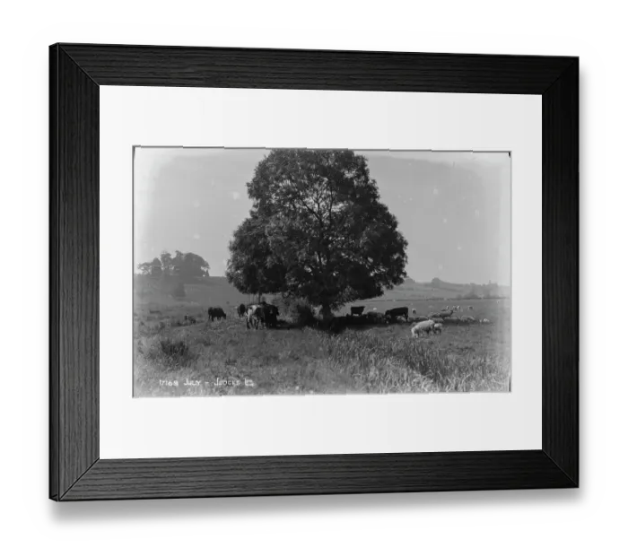 Framed Print : Cattle Grazing Under a Tree Framed Print : Cattle Grazing Under a Tree