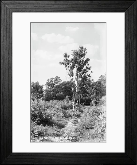 Framed Print : Pathway Through Epsom Common Framed Print : Pathway Through Epsom Common