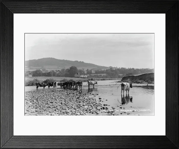 Framed Print : Cows by the River Usk Framed Print : Cows by the River Usk