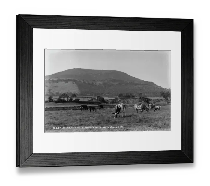 Framed Print : Cows Grazing at Blorenge Mountain
