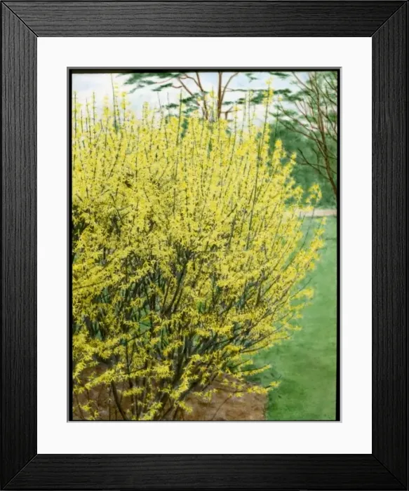 Framed Print : Forsythia Intermedia Framed Print : Forsythia Intermedia